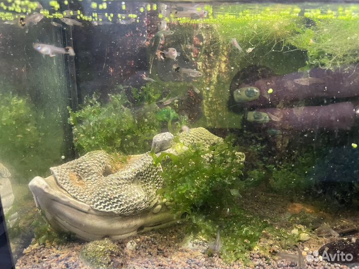 Рыбки гуппи