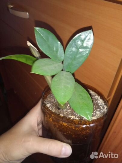 Растения комнатные