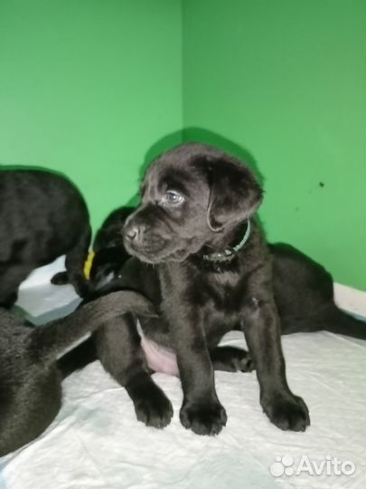 Верный друг