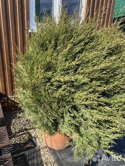 Можжевельник виргинский шар 0,8 м