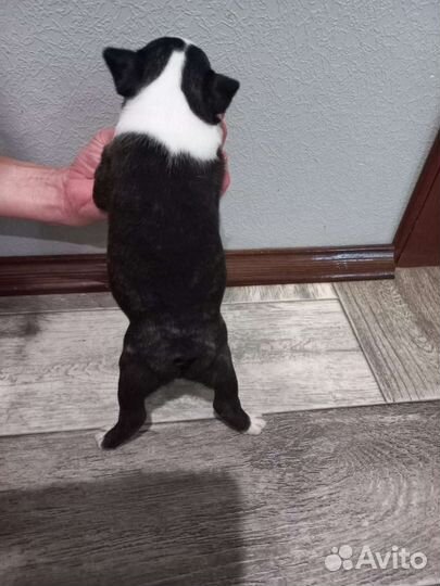 Бостон терьера щенки