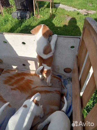 Джек Рассел терьер