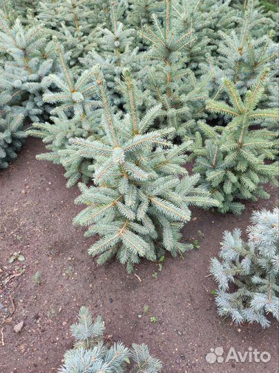 Ель голубая