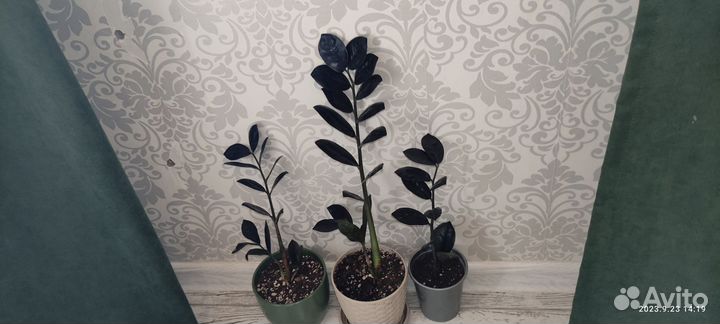 Замиакулькас блэк