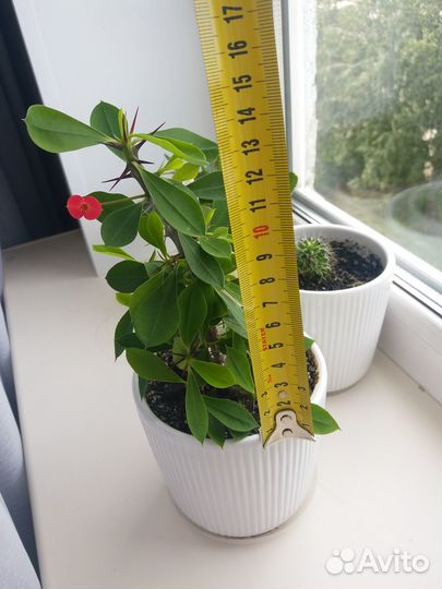 Молочай миля