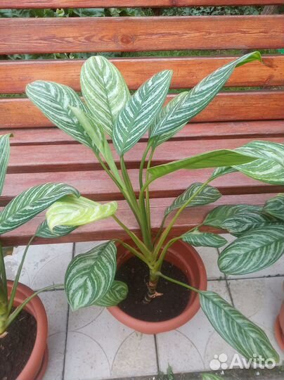 Аглоонема с горошком, комнатные цветы