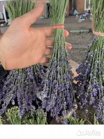 Букет лаванды