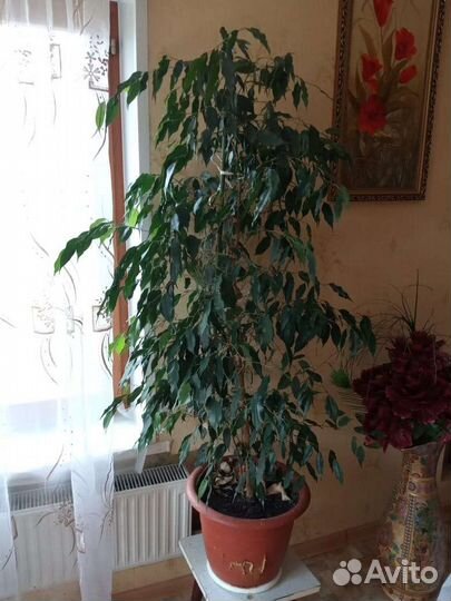 Фикус бенджамина большой