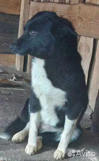 Зара- небольшая собачка