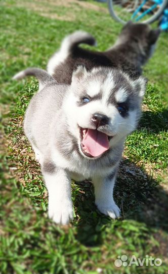 Щенки сибирской хаски