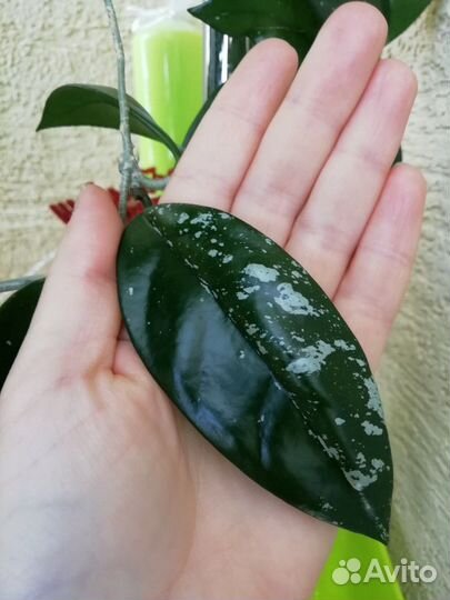 Хойя карноза с корнями