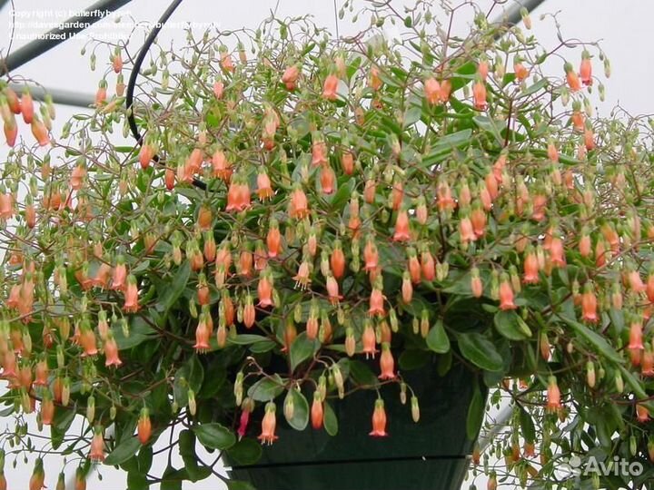 Каланхоэ ампельное Мангина оранж