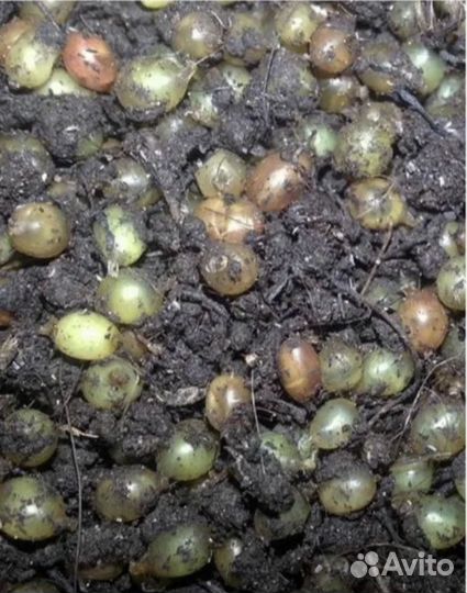 Крупный кокон дендробена