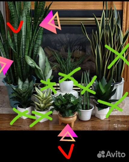 Сансевиерия,щючий хвост,тещин язык