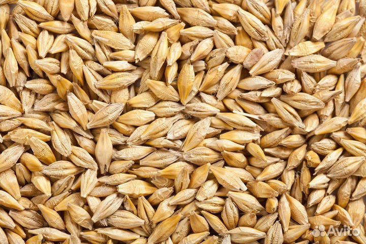 Продаю пшеницу, ячмень, овёс