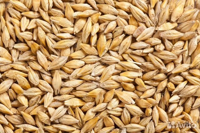 Продаю пшеницу, ячмень, овёс