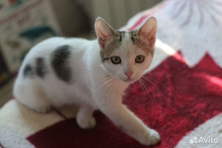 Белые малыши в добрые руки