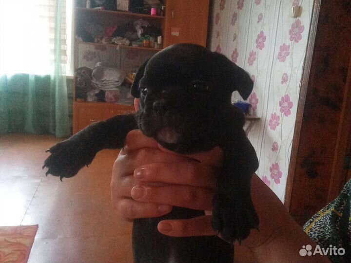 Французский бульдог