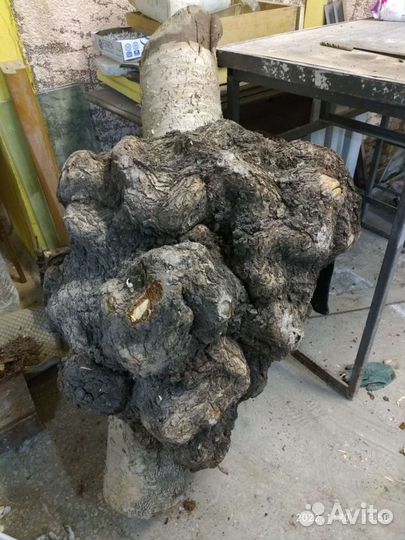 Кап сувель березовый