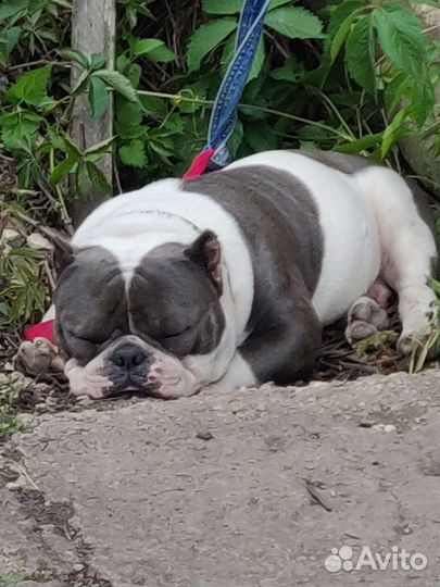 Кобель экзотик американский булли