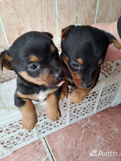 Собаки щенки