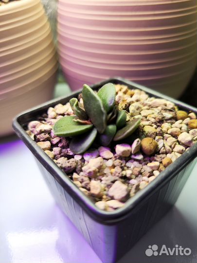 Суккуленты