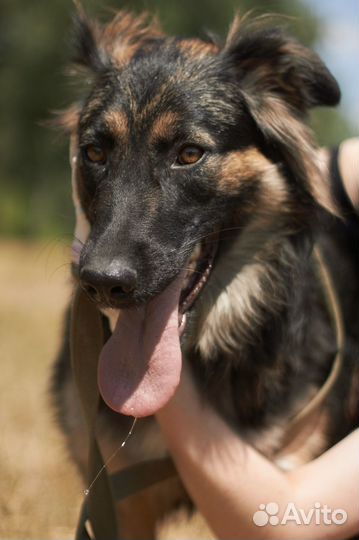 Застенчивая собака подросток ждет своих людей