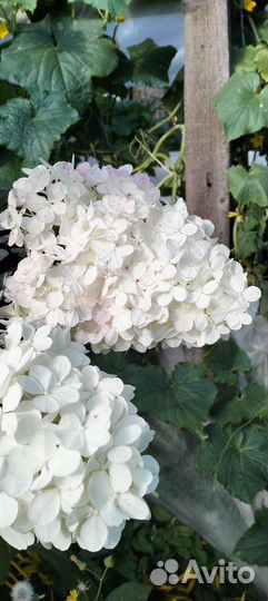 Гортензия цветы