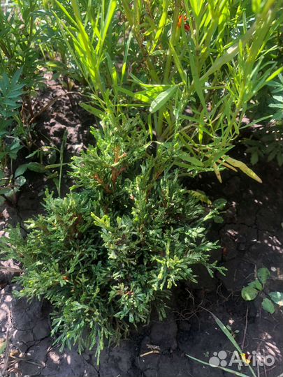 Туя смарагд витбонт