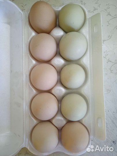 Домашние куриные яйца