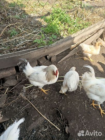 Утки, петушки