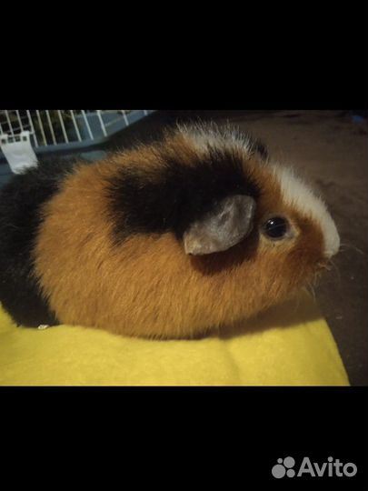 Морская свинка в добрые руки, с клеткой
