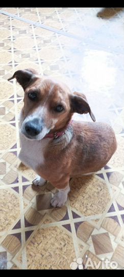 Маленькая собака бесплатно