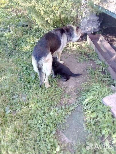 Овчарка вео