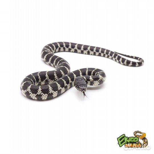 Королевские змеи калифорнийские