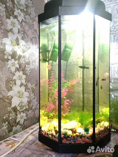 Аквариумные рыбки