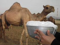 Верблюжье молоко и урина (моча)