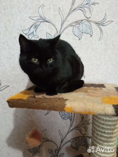 Багира 8 месяцев привита, стериализована приучена