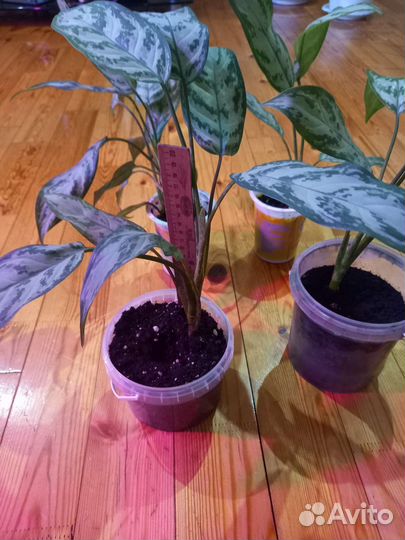 Аглаонема Сильвер Кинг