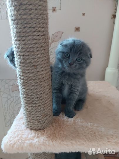 Шотландские котятки