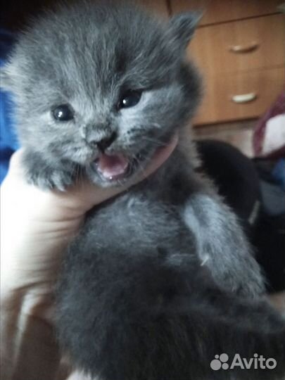 Котята добрым людям