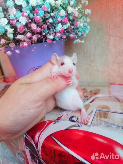 Крысята, крыса, Дамбо, клетка, доставка