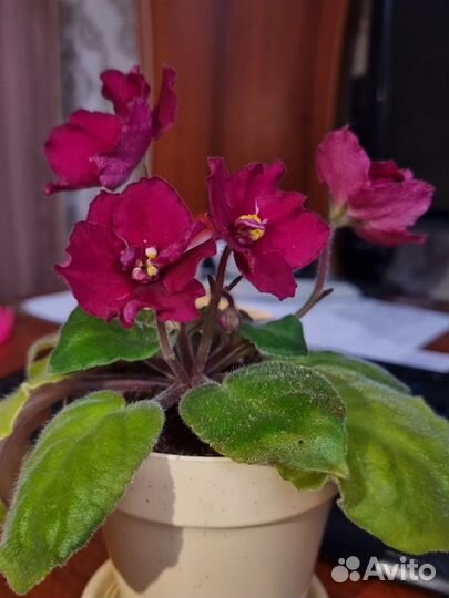 Фиалка в горшках Кайеркан