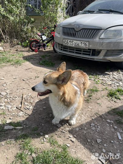Вязка корги