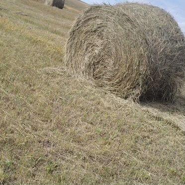 Продам сено в рулонах