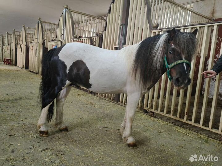 Жеребец пони