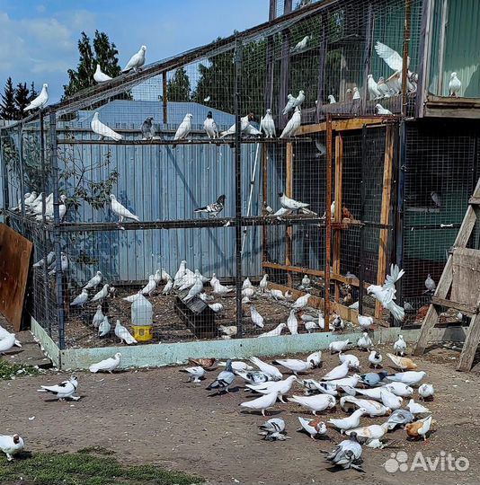 Бакинские голуби