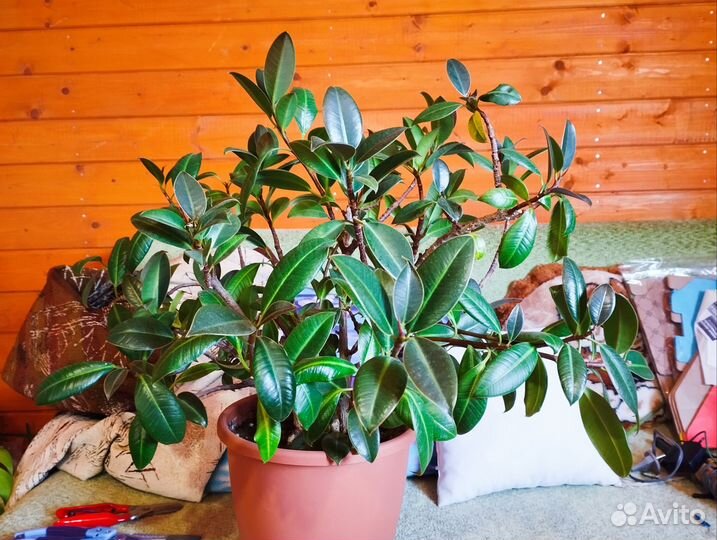 Фикус эластика каучуконосный мелани (черенки)