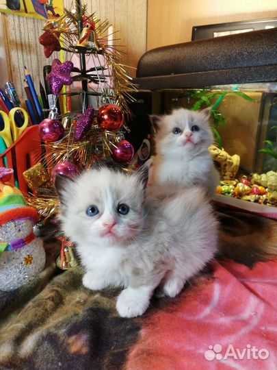 Рэгдолл на подушечку