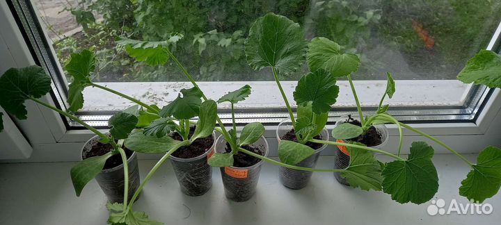 Рассада огурцов, кабачков,томатов, перцев